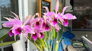 Lan trong vườn nở rộ laelia purpurtara schomburgkia dendrobium mousse sarcochilus [upl. by Warder]