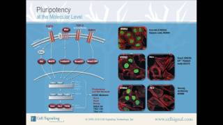 Pluripotency at the Molecular Level from Cell Signaling Technology Inc [upl. by Ynaffi307]