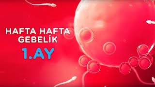 Hamilelikte 1 Ay  Hafta Hafta Gebelik  İlk Adımlarım [upl. by Annail]