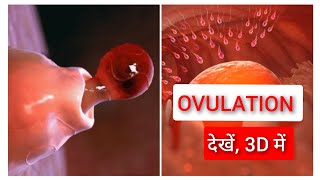 Ovulation and Menstrual Cycle Basics 3D in Hindi [upl. by Mccormac]