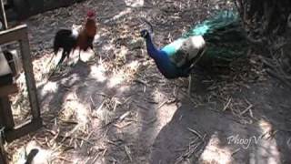 Peacock Fights Phoenix Rooster [upl. by Morena]