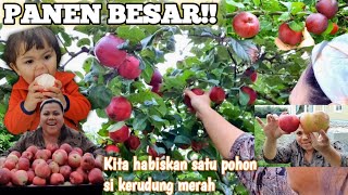 HABIS PANEN KITA KELILING KEBUN LIHAT APEL APEL WINTER [upl. by Avaria568]