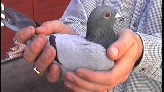 Video 108 Richard Mauger of Guernsey Premier Pigeon Racer [upl. by Andri]