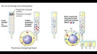 Protein Purification Techniques [upl. by Sauers]