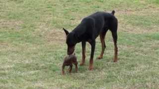 Doberman Puppy Meets The Big One [upl. by Liw415]