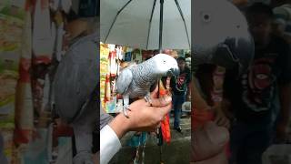 ইন্ডিয়ান গ্রে প্যারট birds mirpur1birdmarket lovebirds mirpur parrot birdsloverbasirhat [upl. by Lyred]