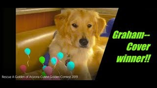 Rescue A Golden of Arizona Cutest Golden Contest 2019 [upl. by Gasper691]