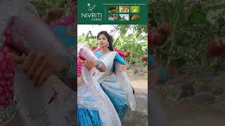 Yeme Pilla DJ Version BTS Video  Yamini  Latest Folk songs yemepilla aadhyareddy makingvideos [upl. by Avictor]