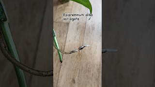 Epipremnum plants indoorsplants plantcare shorts [upl. by Lossa991]