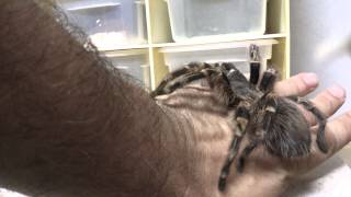 Chaco Golden Knee Tarantula Grammastola pulchripes David Barkasy [upl. by Yleve588]