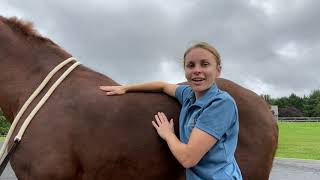 Equine Back Massage Cross Fiber Technique [upl. by Kynan]