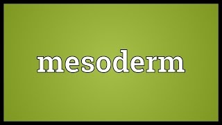 Mesoderm Meaning [upl. by Nirehs]