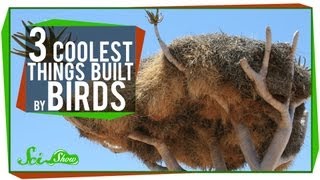 The 3 Coolest Things Built By Birds [upl. by Anifled]