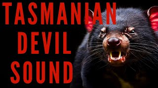 TASMANIAN DEVIL SOUND EFFECTS  Tasmanian Devil Sound  Maktubytv [upl. by Sanford]