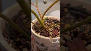 Philodendron Billietiae Billie  Rare Common Houseplant Collection  Plant Care  Home amp Garden [upl. by Willa]