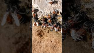 Honey Bee death after Bite😨shortsmrmine [upl. by Naeloj]