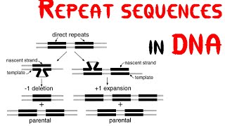 Repeat sequences in DNA [upl. by Alita]