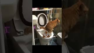 Ce chat fait caca dans les toilettes  cest Incroyable [upl. by Dobbins612]