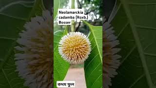 Kadam। Neolamarckia cadamba Roxb Bosser। কদম ফুল flowers floweringplant naturelovers nature [upl. by Nnylyma36]