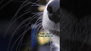 Beyond the Furry Face The Essential Guide to Dog Whiskers 🐶 [upl. by Rebmetpes763]