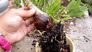 Planting An AmayllisHippeastrum Bulb Outdoors [upl. by Carmen]