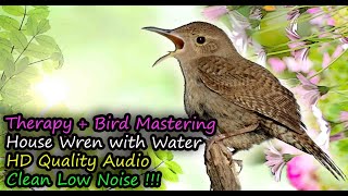 House Wren Singing Troglodytes aedon HD Audio For Therapy amp Bird Mastering [upl. by Shannan]