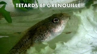 TETARDS et GRENOUILLE [upl. by Massimo]