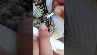 Getting ticks off of a Bobtail Lizard [upl. by Wake]