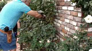 How to Prune a Hybrid Tea Rose Bush in the Winter [upl. by Eelinej382]