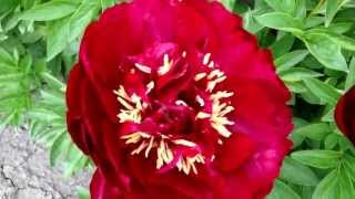 Peony Buckeye Belle  wwwpeonyshopcom [upl. by Ojaras]