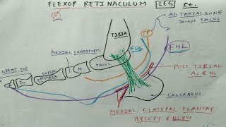 Lumbrical Muscles Of The Hand Anatomy  Everything You Need To Know  Dr Nabil Ebraheim [upl. by Korenblat893]