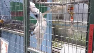 CRAZY SCREAMING COCKATOO [upl. by Che]