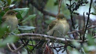 Mountain Elaenia and its Call [upl. by Roleat472]