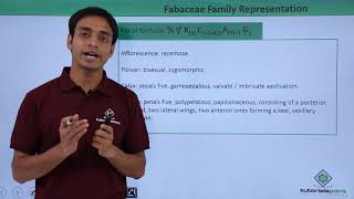 Class 11th – Floral Formula – Fabaceae Family Representation  Tutorials Point [upl. by Assirem855]