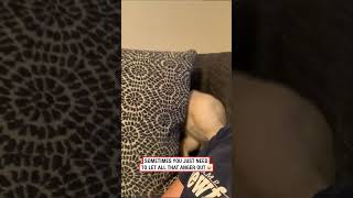 Dog screams into a pillow 🤣 🎥 TT clublivvy [upl. by Aruat]