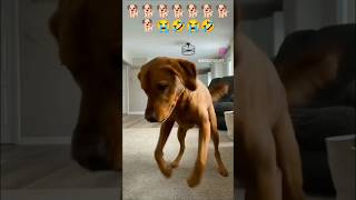 Dog sounds  Puppy Voice  Chote pille ki awaj 🐕🐕🐕🤣😭 shorts viral dog puppy babydog shortvideo [upl. by Nosyt]