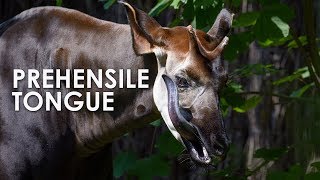 Okapi The Forest Giraffe with a Prehensile Tongue [upl. by Fishman]