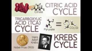 The Citric Acid Cycle The Reactions [upl. by Nauqet]