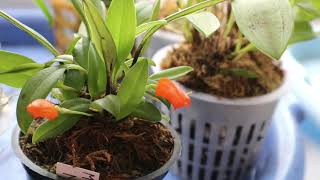 Masdevallia persicina Masdevallia mendoza Masdevallia glandulosa [upl. by Hennie519]