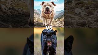 Black panther vs white animal lion tiger polar bear leopard  blackpanther lion tiger leopard [upl. by Kostival]