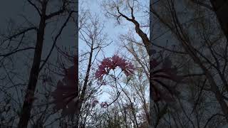 Rhododendrons in full bloom here nthewoods CEvalley ￼ [upl. by Fregger]