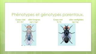 brassage intra chromosomique [upl. by Cassandre]