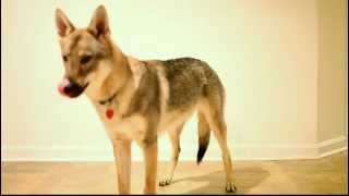 Czechoslovakian Vlcak puppy obedience and tricks [upl. by Schargel]