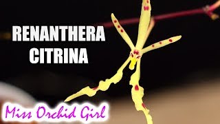 The small Renanthera Orchid who could  Renanthera citrina [upl. by Anima110]