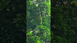 Green tree python VS Nevala viral [upl. by Leyes]