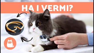 VERMI nei GATTI 🐱🐛  Sintomi contagio e trattamento naturale [upl. by Jevon]