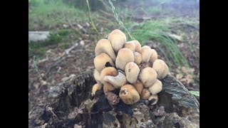 identifying the Glistening Ink Cap Mica Cap Coprinellus micaceus [upl. by Oiramel238]