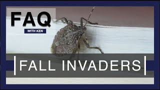 Fall Invaders Prevent stink bugs box elder bugs lady bugs and flies [upl. by Tsugua]