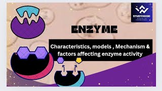 Enzymes  Characteristics of Enzyme  Models of Enzymes  Mechanism of Enzyme [upl. by Bensen]