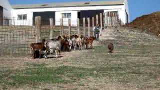 Spanish Water Dog Working Trial Goat Herding  Perro de Agua Español Herding Competition [upl. by Naghem]